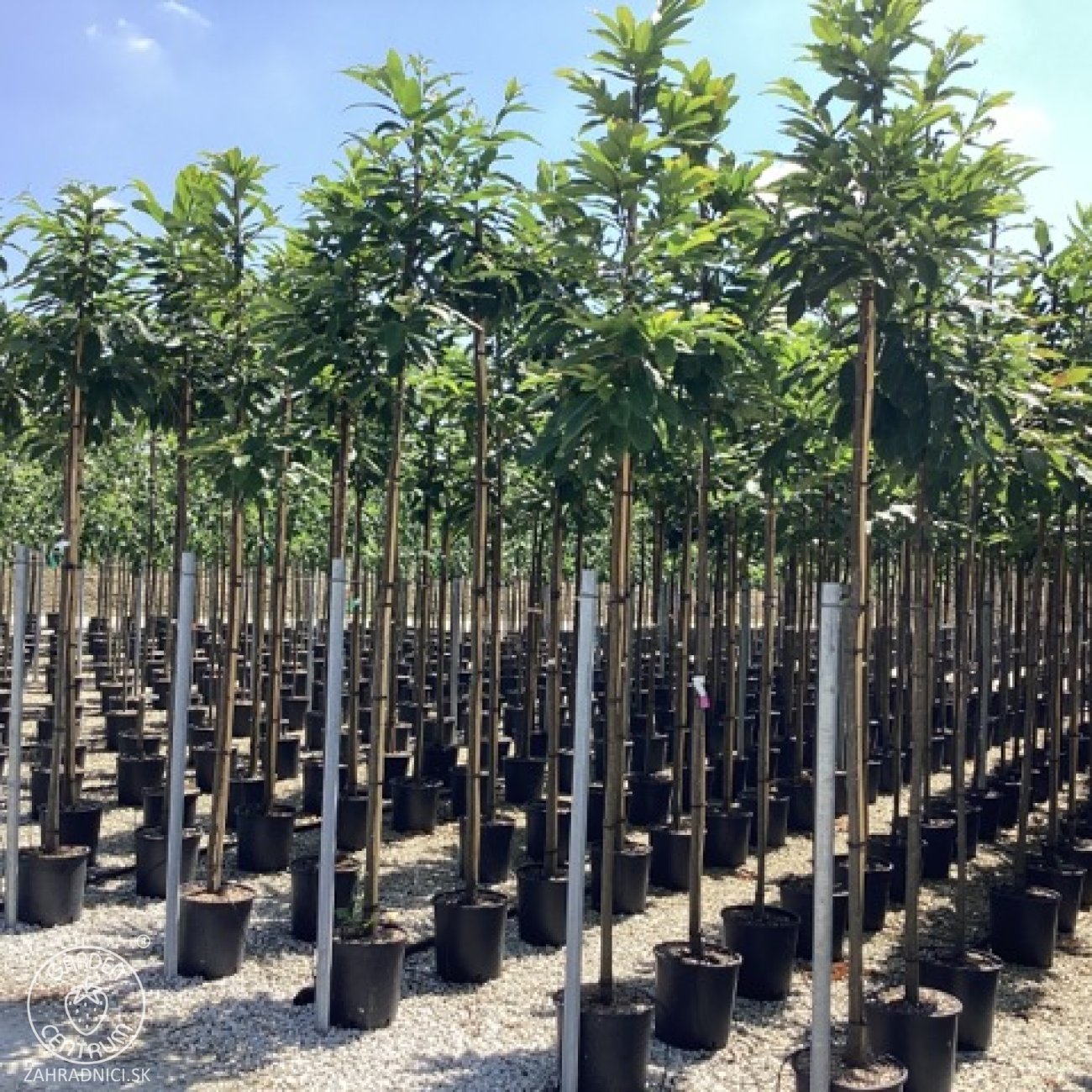 Obrázok Gaštan jedlý (Castanea Sativa) ´BOUCHE DE BETIZAC´ - výška 250-300 cm, obvod kmeňa 6/8 cm, kont. C18L